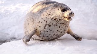 ゴマフアザラシのキョロちゃんのご飯と隙を見て雪に大はしゃぎする日和ちゃん