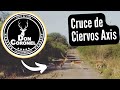 🦌🇦🇷 - Ciervo Axis | Sauce Corrientes