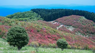 大和葛城山のツツジ〈一目百万本〉