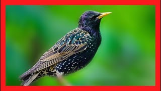 Common Starling Bird Song, Sound, Call, Chirp, Vocalization, Melody - Sturnus Vulgaris