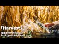 peritune harvest2 celtic royalty free music