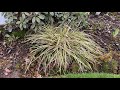 Spring Cut Back For Carex 