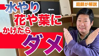 花や葉に水をかけるのは間違った水やりですのでやめてください【庭師が解説】