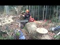 tree removal.特殊伐採！