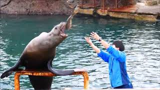 おたる水族館　鮭の丸飲み（鮭は飲み物）　Steller sea lion eats salmon