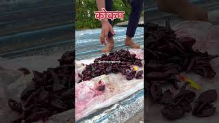 कोकणातील कोकम #kokam #रातांबे#kokan #shorts #village #viral #mikokaniparesh#garciniacambogia