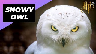 Snowy Owl 🦉 Hedwig In Real Life #shorts