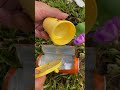 corn butter and boom  #survival #bushcraft#lifehacks #camping #outdoors