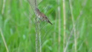 野鳥撮影・ オオセッカ　Japanese Marsh Warbler