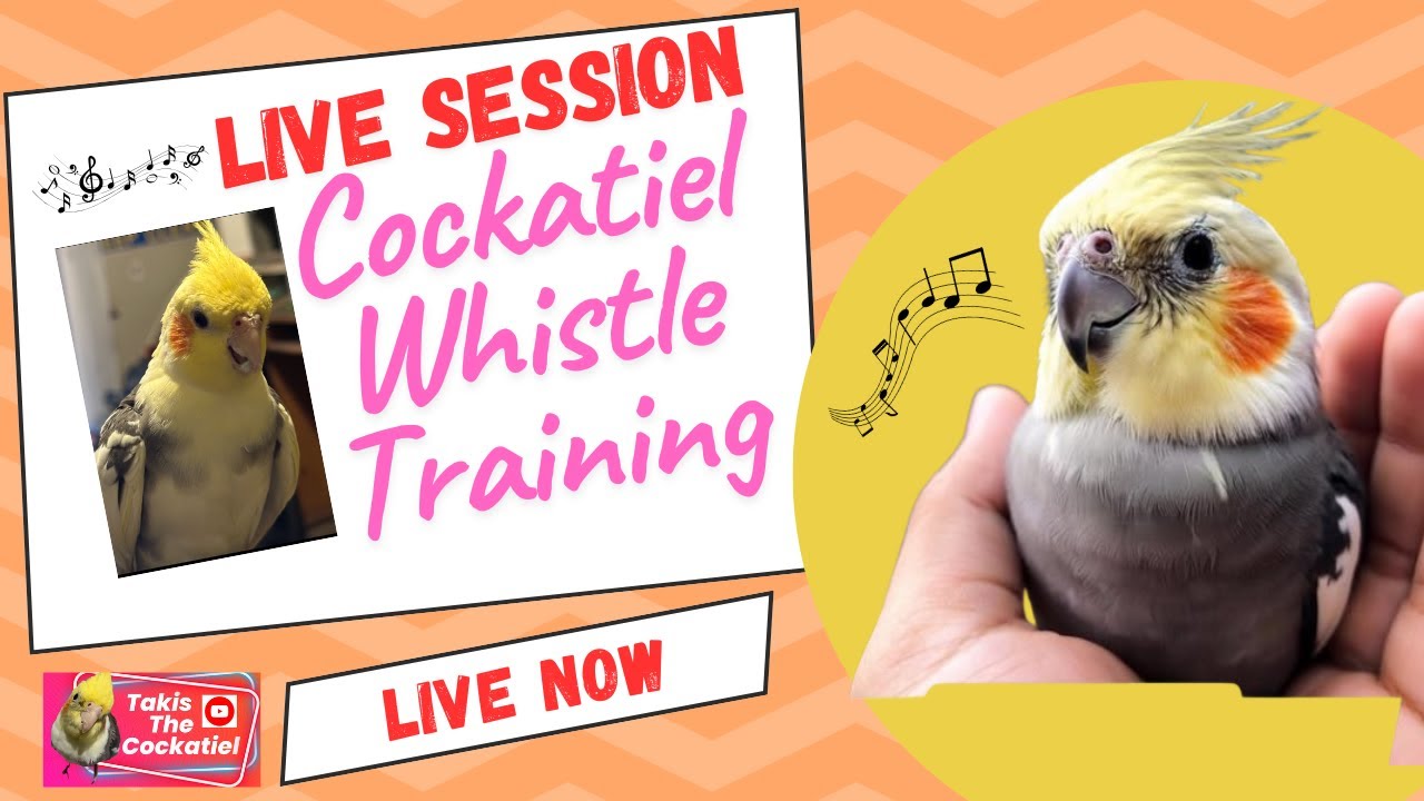 Live Training Teach Your Cockatiel To Whistle Youtube