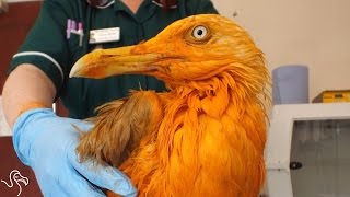 Seagull Falls Into A Vat Of Curry