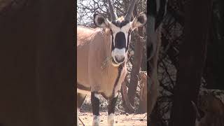 South African Oryx #shorts #africa #animals