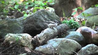 野鳥撮影・ 野鳥動画・エナガの水浴び　Long-tailed Tit