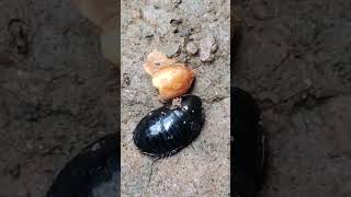 Cockroach കൂറ  കടല തിന്നുന്നത് ഒരു അപൂർവ്വ വീഡിയോ #viral #trending #shorts