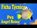 Ficha técnica pez ángel reina / como cuidarlos y mantenerlos bien