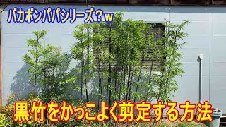 黒竹をカッコよく剪定する方法