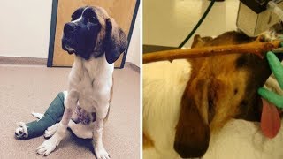 Puppy Swallows A 14 Inch Long Stick And Give Vets A Shock Of Their Lives