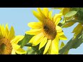 themoment a chipmunk planted a surprise sunflower garden