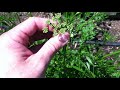 parsley bolting going to seed deadhead it