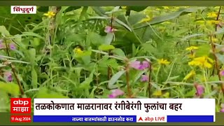 Sindhudurg Colourful Flowers : तळकोकणात माळरानावर रंगीबेरंगी फुलांचा बहर