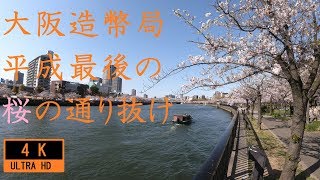 大阪造幣局　桜の通り抜け ( Japan Mint ) 4K