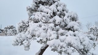 강원도 인제 내린천 눈설경~❄️