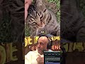 joe rogan shocked by cats disloyalty