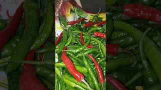 Fresh harvest hot pepper Variety Lava F1