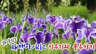 여름 야생화의 대명사, 재팬아이리스 키우기와 분주하기 - 花菖蒲の株分け