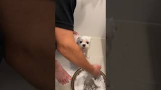 A dog that becomes a different creature when it takes a bath 🐶 #shorts #cutedog #maltese