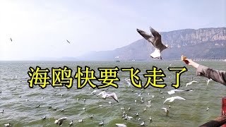 云南昆明滇池的海鸥快要飞走了，运气真的不错，又让我赶上了