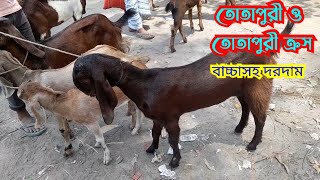 ঢেলাপীর হাটে উন্নতজাতের তোতাপুরী ও তোতাপুরী ক্রস বাচ্চাসহ দরদাম জানুন |Goatmarket |shapniltv