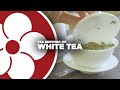 Tea Brewing 101: WHITE TEA