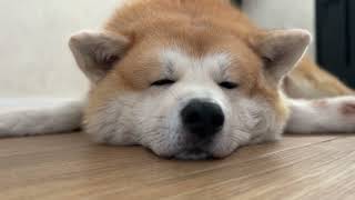 Relaxed Akita Enjoys Calming Music