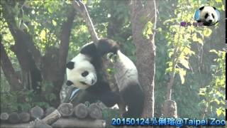 20150124 仔仔再次爬樹跟大家謝票 The Giant Panda Yuan-Zai