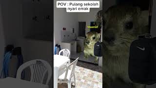 POV : pulang sekolah nyari emak #meme #kucingmeme #cat #kucinglucu #meong #funny #pov #kucing