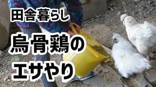 烏骨鶏（うこっけい）の餌やり/田舎に暮らす少年の朝のルーティン