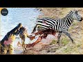 30 Moments Crocodile Attacks Lions, Zebras And Other Animals | Wild Animals