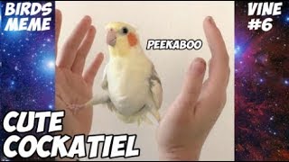 CUTE COCKATIEL #2 | PEEKABOO | МИЛЫЕ И ВЕСЁЛЫЕ КОРЕЛЛЫ 2 ЧАСТЬ