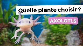 DES PLANTES COMPATIBLES AVEC VOS AXOLOTLS ?  | AQUABOTA