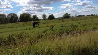 on Elbe bike way between Stade and Wischhafen/Elberadweg ...