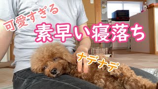 ママに撫でられると、一瞬で寝落ちする保護犬姉妹