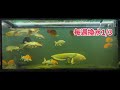 換水才發現被咬死一隻鯉魚！！趕緊餵食～ 金龍 紅龍 銀龍 黃金河虎 恐龍魚 錦鯉 紅魔神雷龍