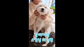 강아지 만지면 좋아하는 부위 vs 싫어하는 부위 #shorts