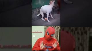 ഇജ്ജാതി Dog 🤣😱🔥‼️#malayalamshortsvideo #malaylamcomedy #malayalamshorts