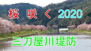 桜咲く2020【島根県雲南市三刀屋川堤防】がんばろう日本Cherry blossom in JAPAN(Mitoya River)