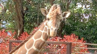 入場無料【野毛山動物園】キリンの断食タイム ムシャムシャ葉っぱを食べたかったね