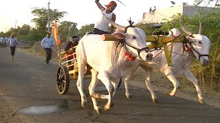 White khillari bullocks | Rannabelagali race