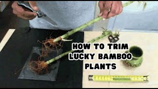 How to Trim Lucky Bamboo Plants #1 @WikiHow8