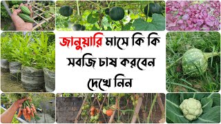 জানুয়ারি মাসে সবজি চাষ | কোন মাসে কোন সবজি চাষ করতে হয় | Vegetable grow in January